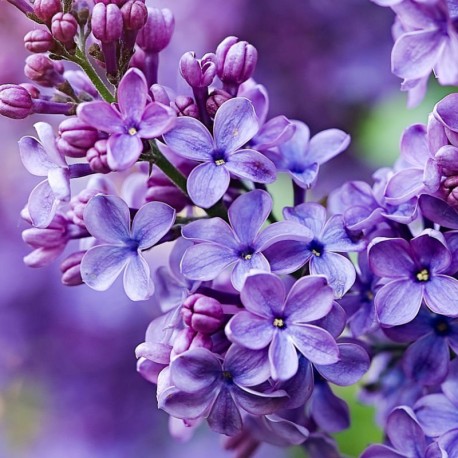 Yodeyma Silk Elixer Eau de Parfum