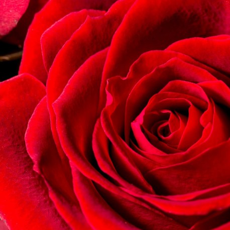 Yodeyma Silk Elixer Eau de Parfum