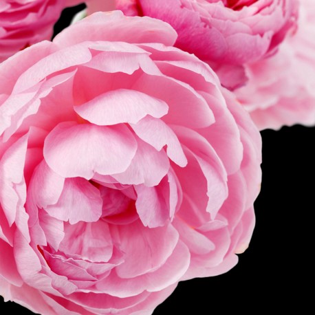 Yodeyma Dinara Eau de Parfum